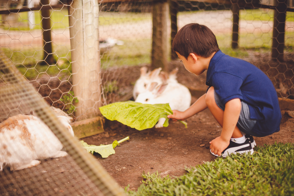 fotografa familia curitiba - Lucas na fazenda vila dos animais