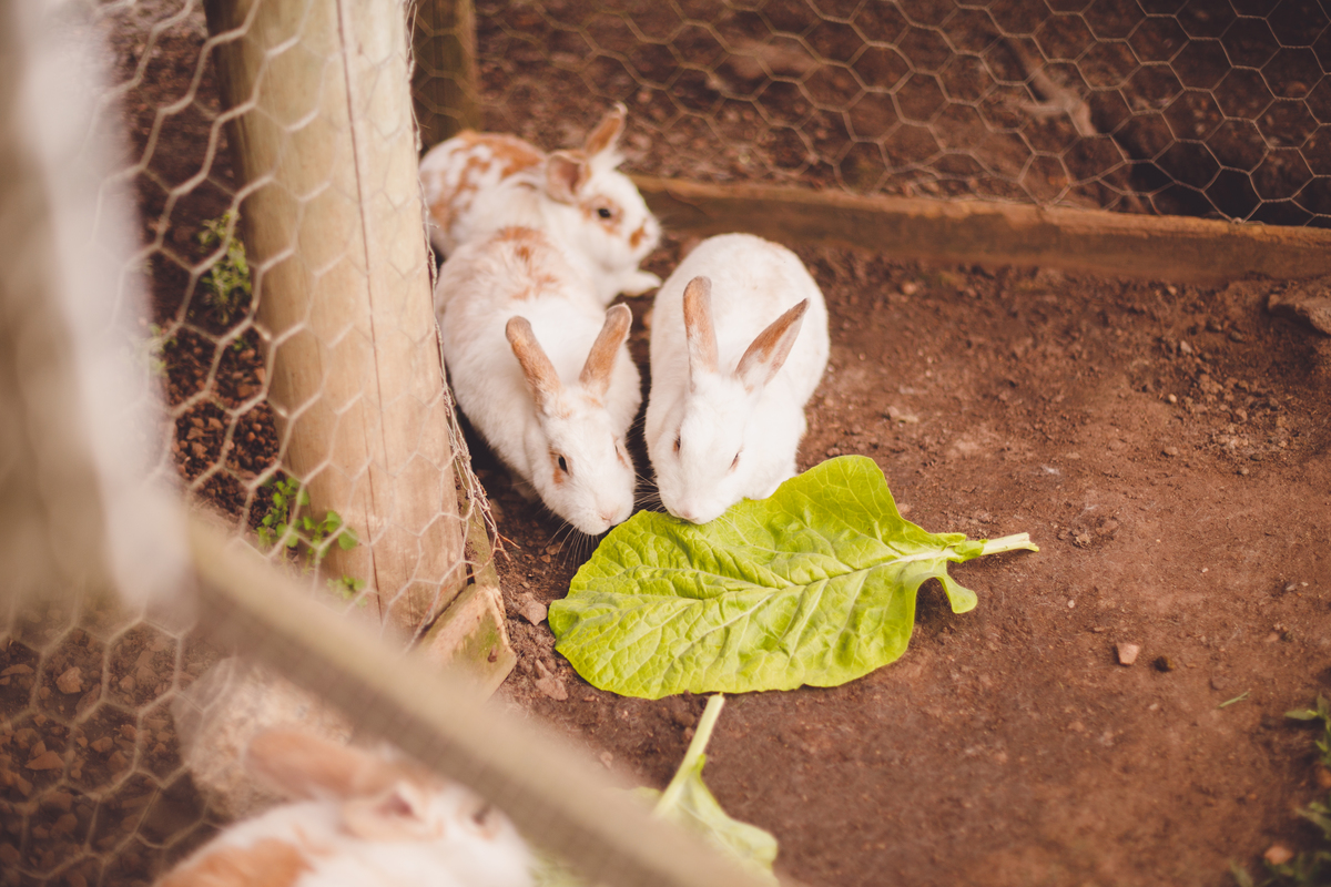 fotografa familia curitiba - Lucas na fazenda vila dos animais