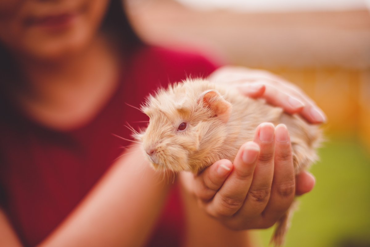 fotografa familia curitiba - Lucas na fazenda vila dos animais