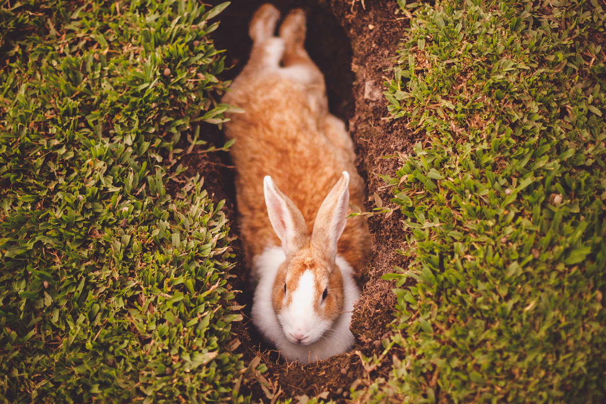 fotografa familia curitiba - Lucas na fazenda vila dos animais