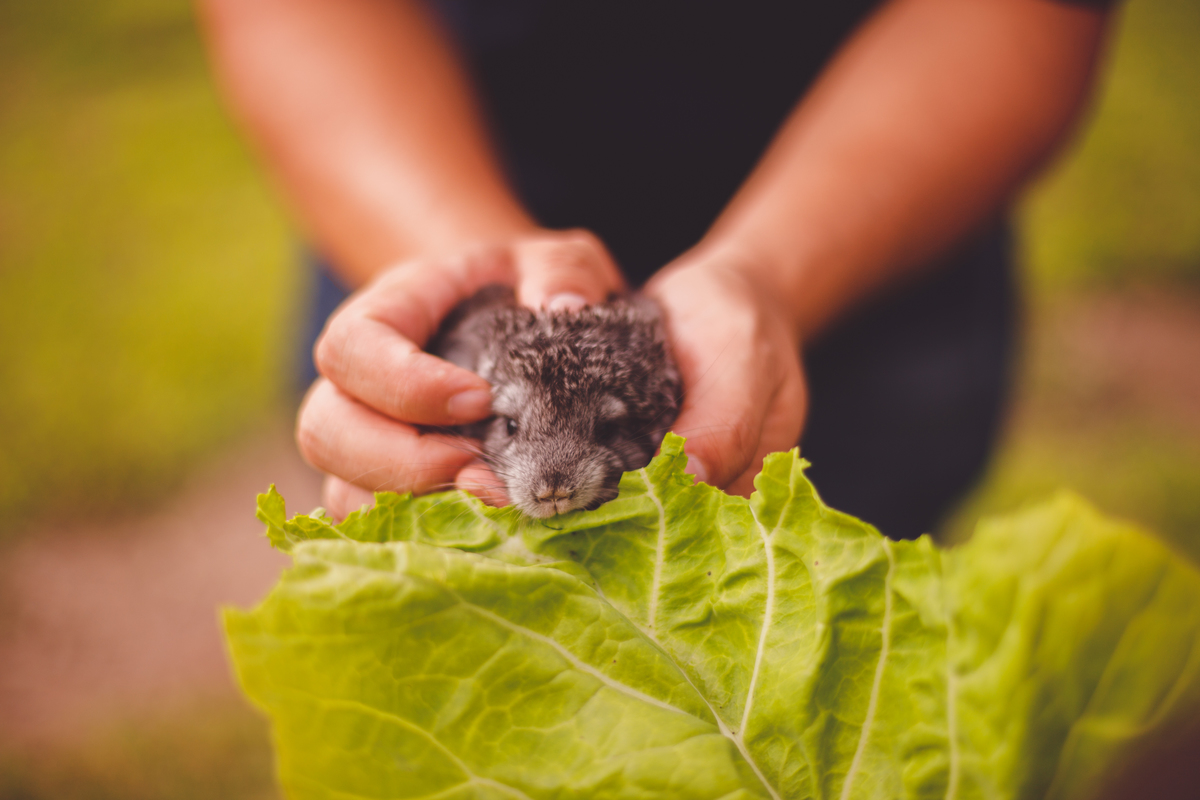 fotografa familia curitiba - Lucas na fazenda vila dos animais