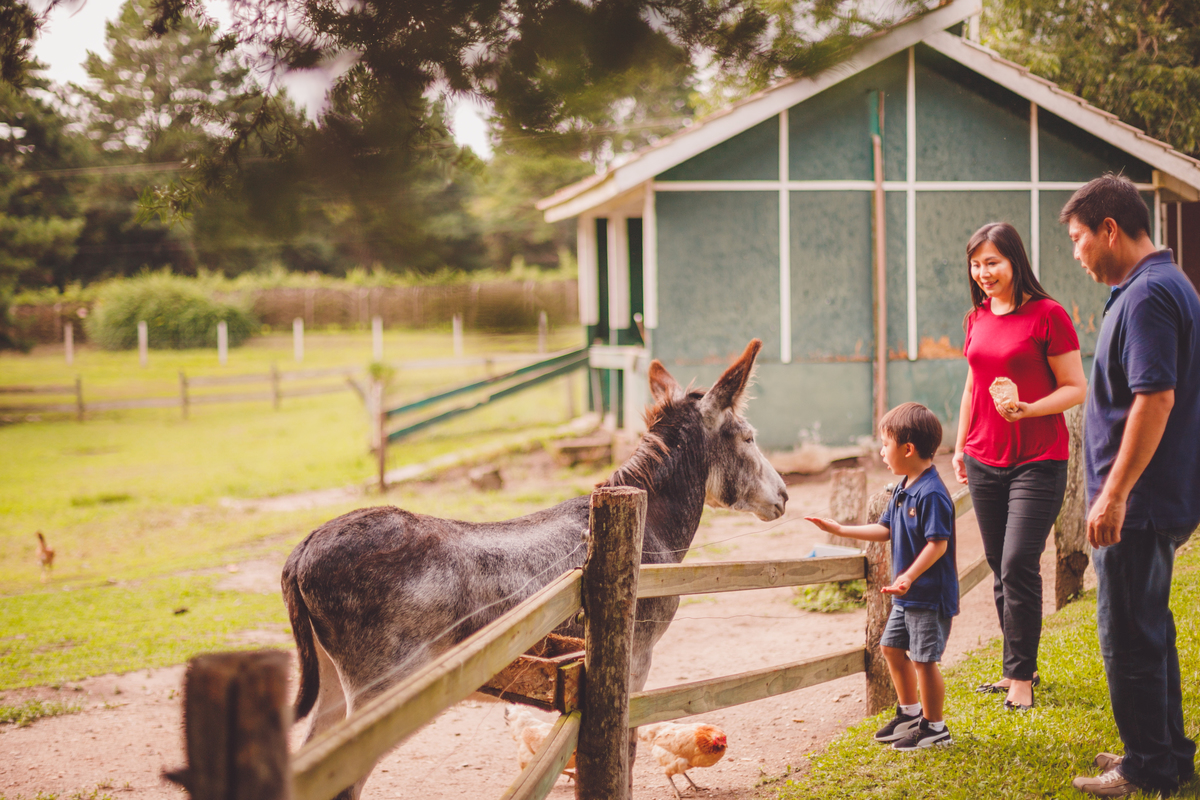 fotografa familia curitiba - Lucas na fazenda vila dos animais