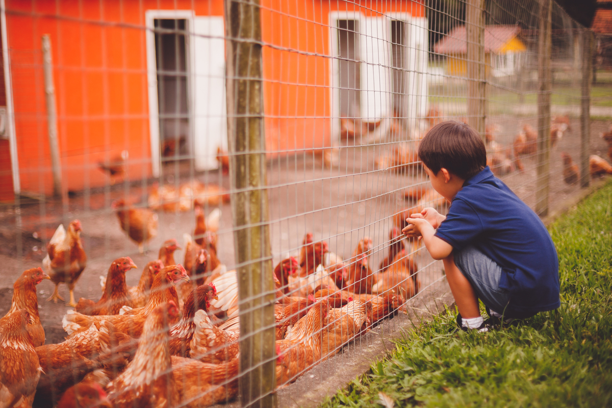 fotografa familia curitiba - Lucas na fazenda vila dos animais
