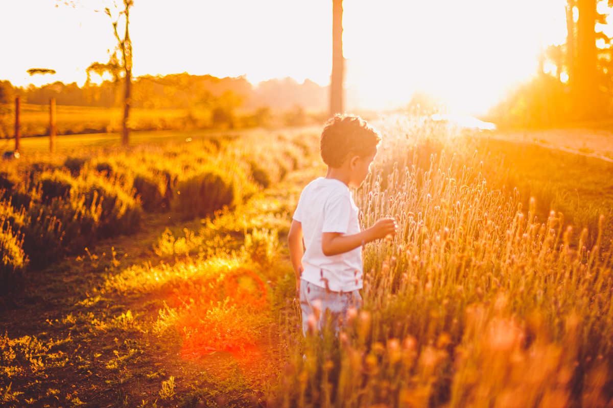 fotografa familia curitiba - ensaio campo lavanda colonia witmarsun