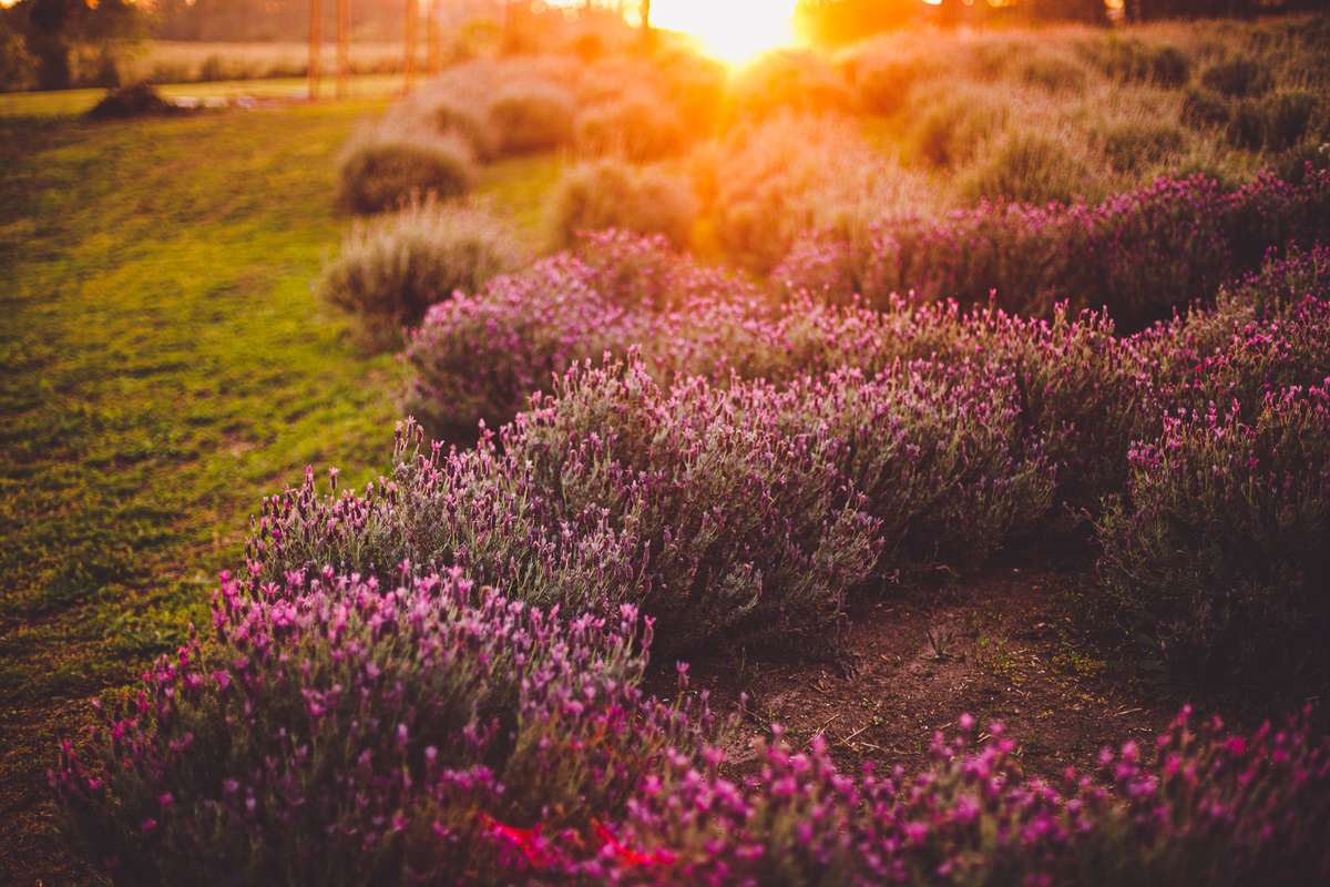 fotografa familia curitiba - ensaio campo lavanda colonia witmarsun