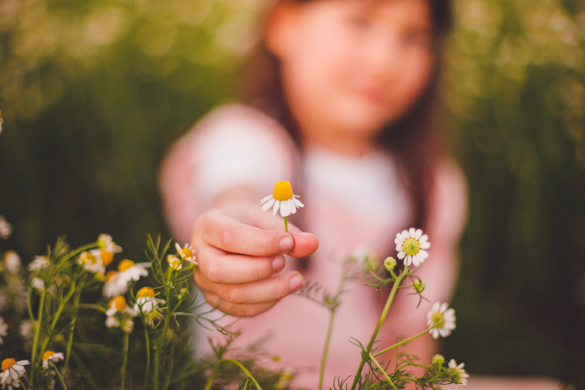 fotografa familia curitiba - ensaio campo de camomila criança infantil externo por do sol