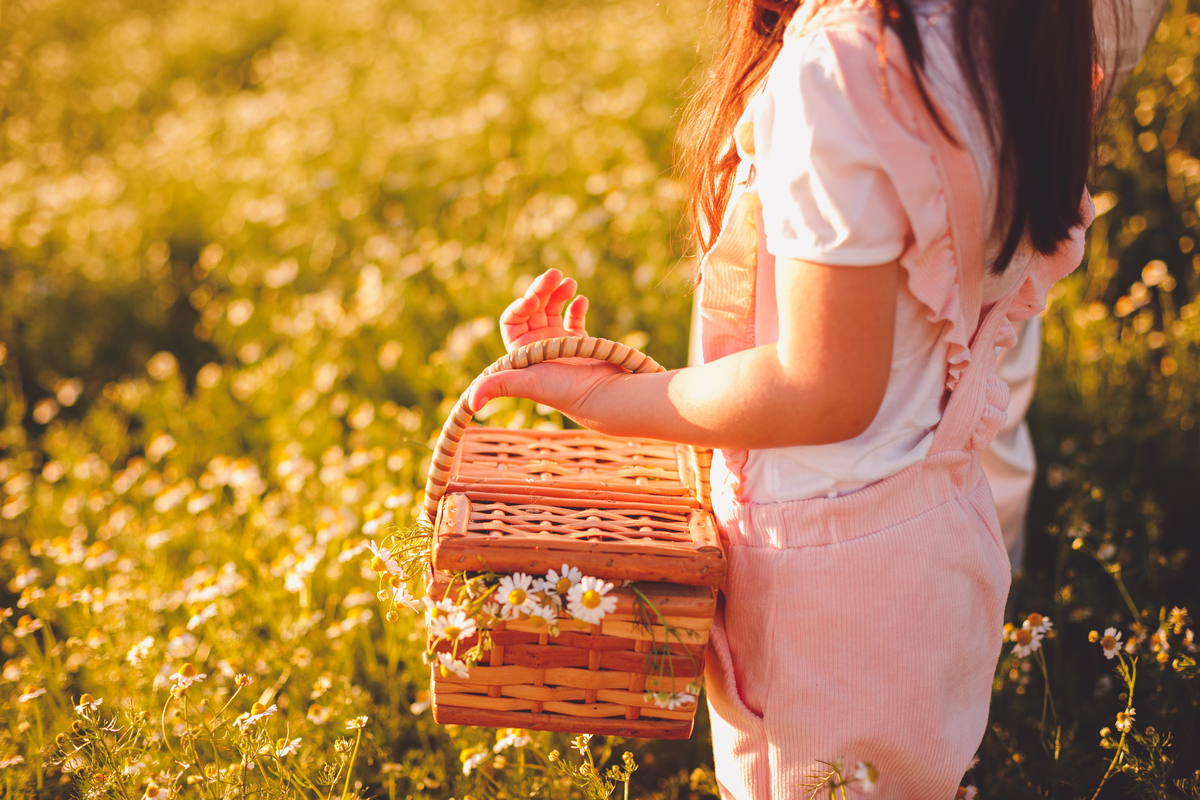fotografa familia curitiba - ensaio campo de camomila criança infantil externo por do sol