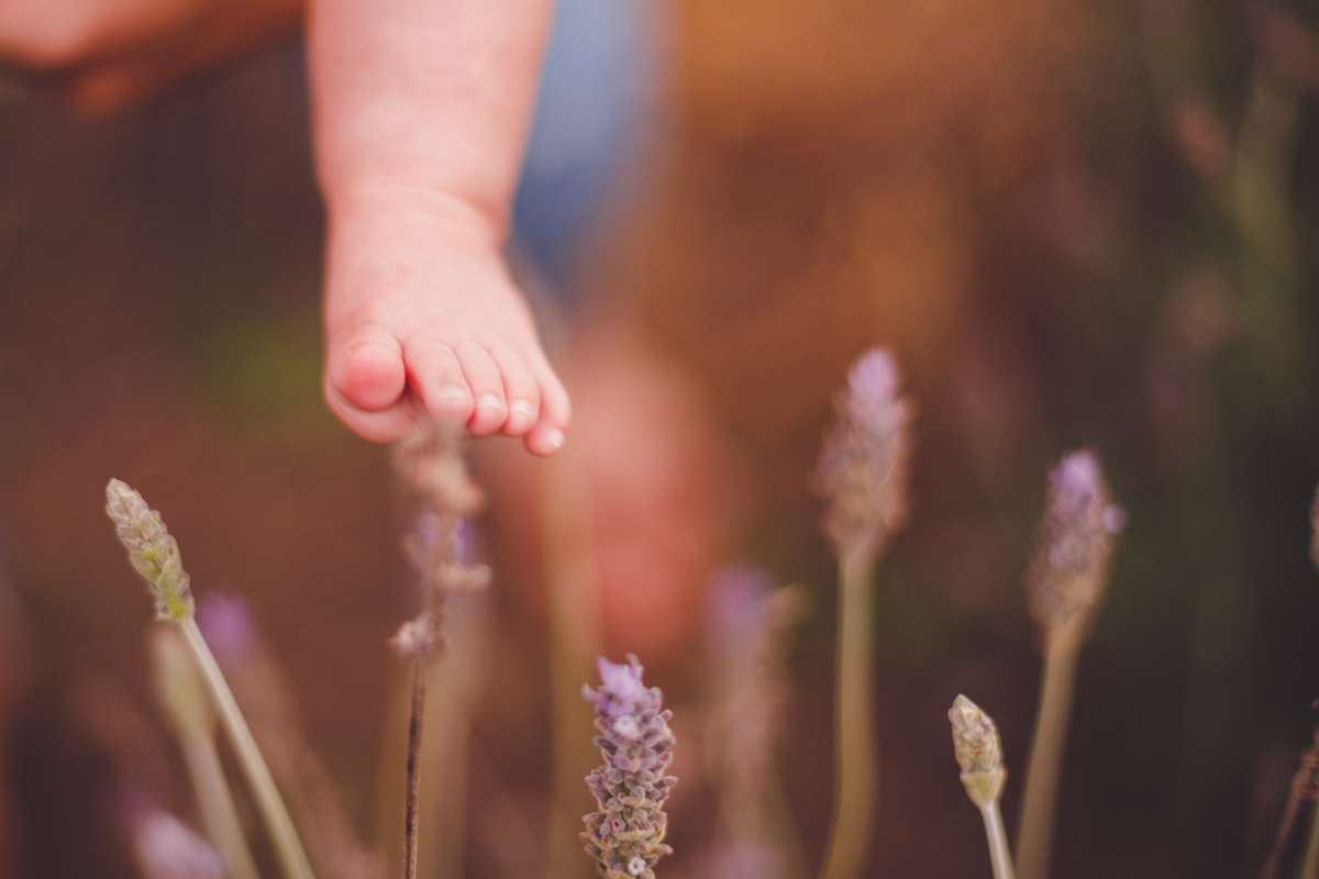 fotografa familia curitiba - ensaio externo campo de lavanda colonia witmarsun
