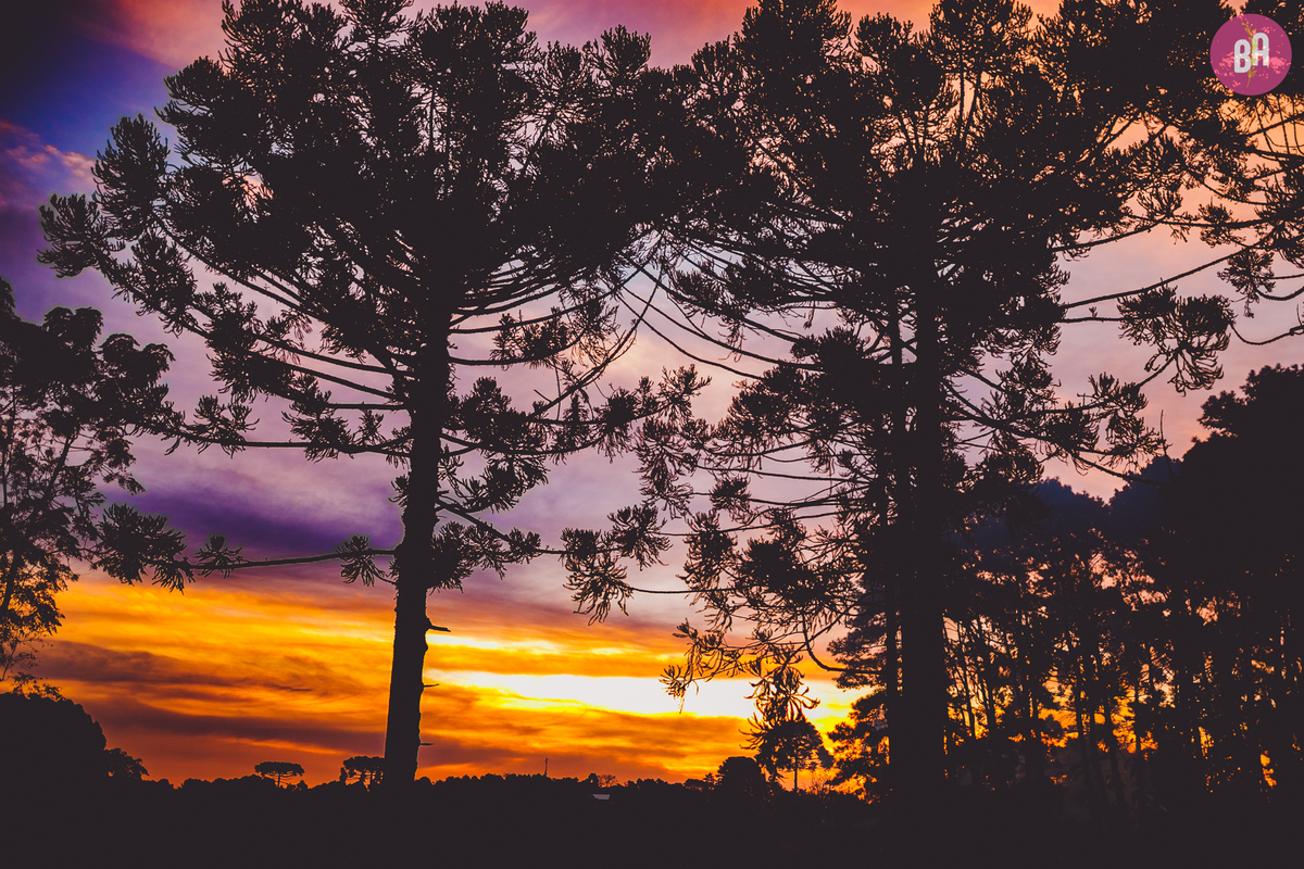 fotografa familia curitiba - gestante colônia witmarsun