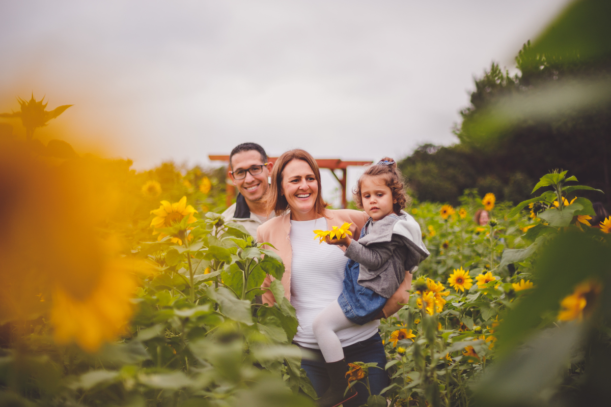 fotografa familia curitiba - Plantacao girassol sjp