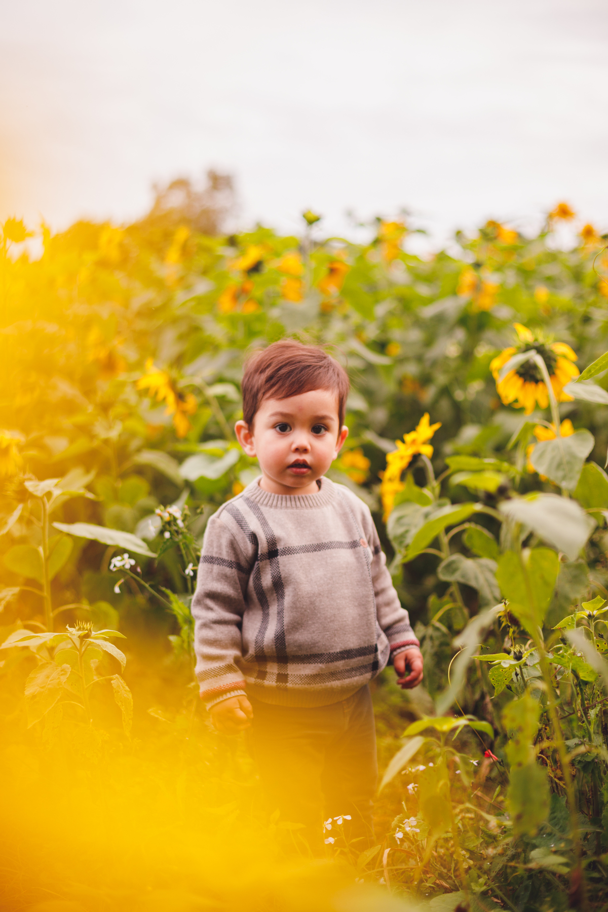 fotografa-familia-curitiba-girassol-campo