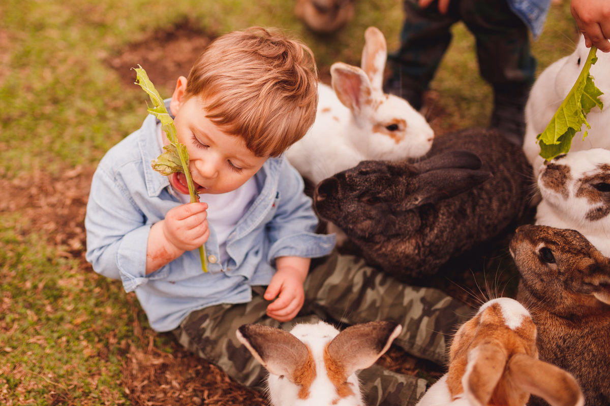 fotografa curitiba ensaio fazendinha
