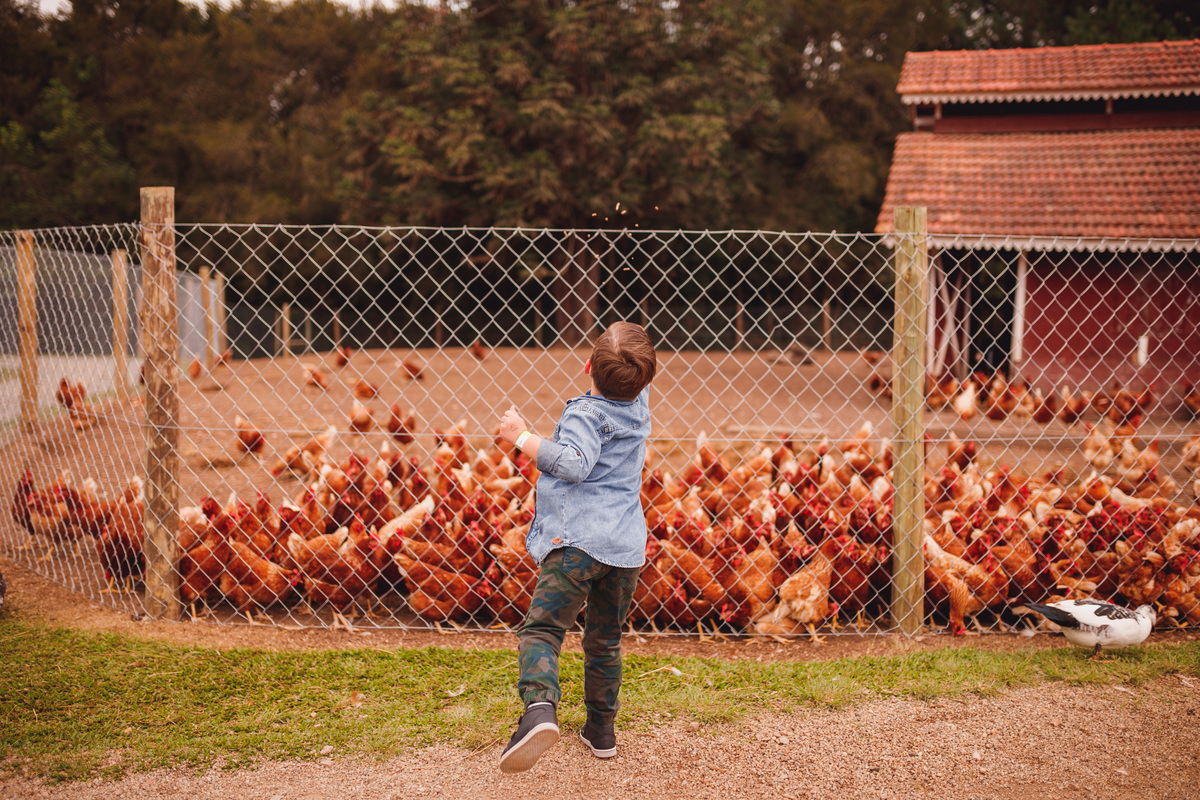 fotografa curitiba ensaio fazendinha