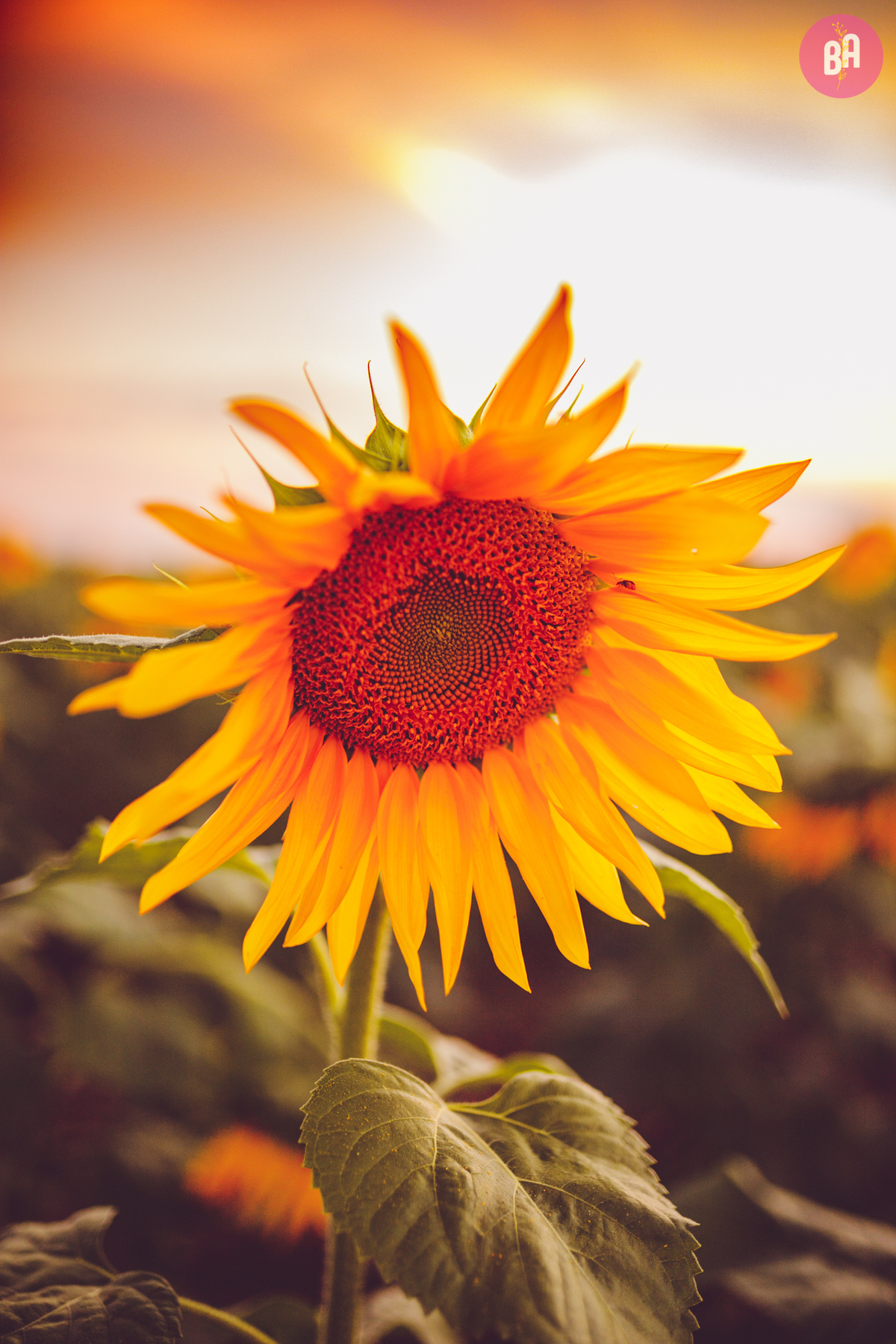 fotografa familia curitiba - Ensaio no girassol Holambra bebe menina flores por do sol