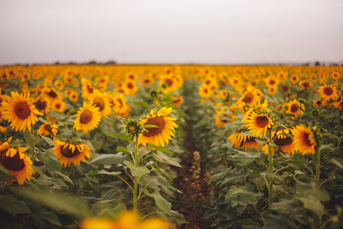 fotografa familia Curitiba ensaio externo Holambra girassol