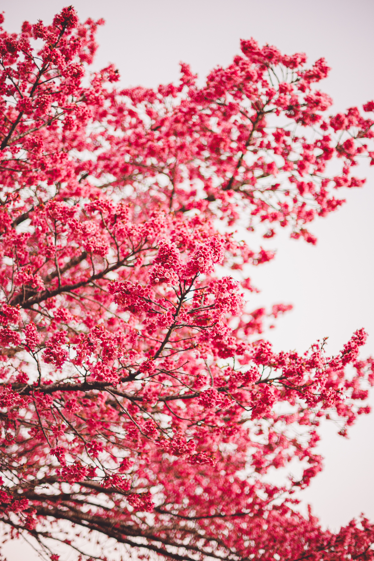 fotografa familia curitiba - cerejeira inverno bebe