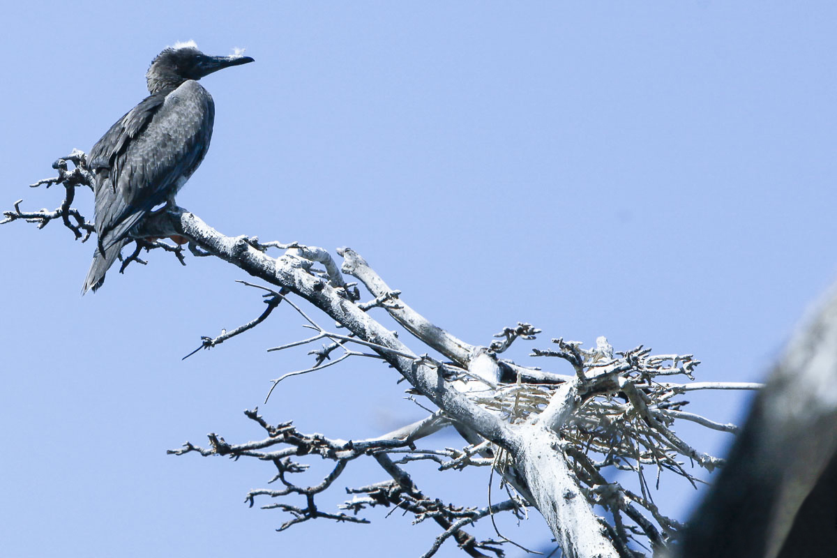 ensaio fotografico em Fernando de Noronha