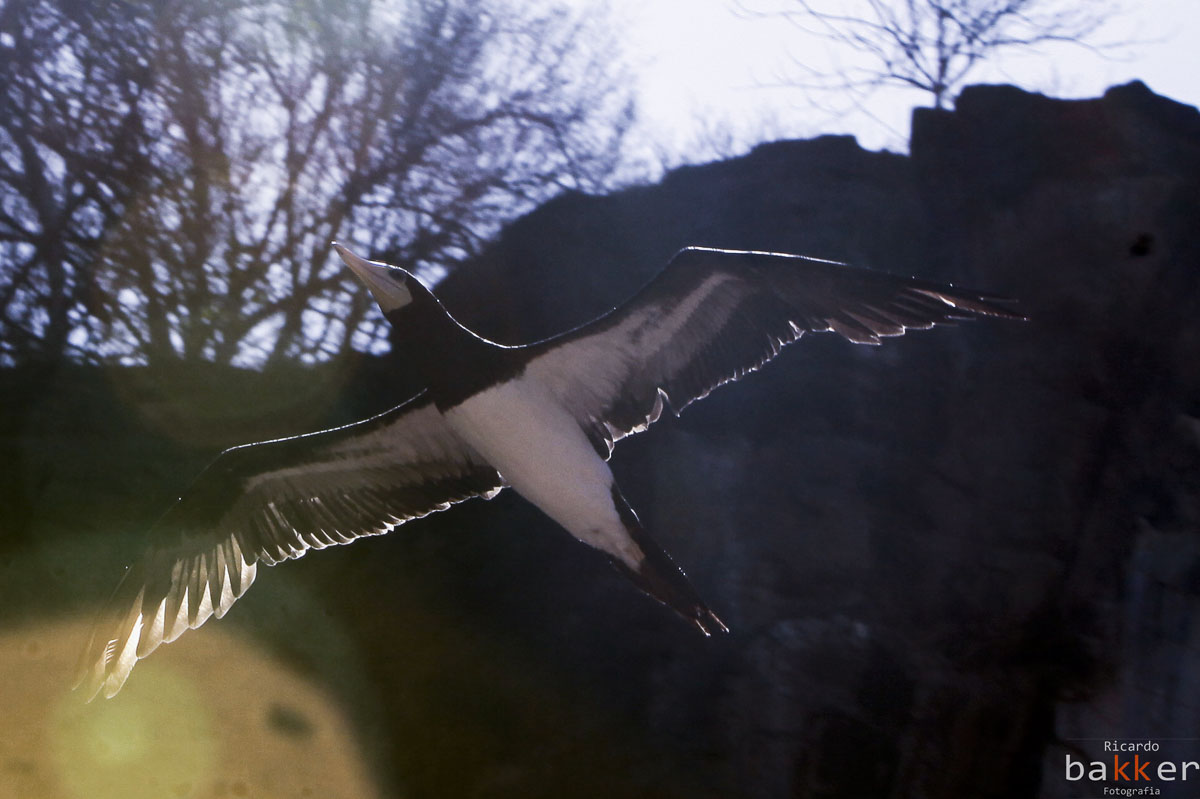 nadaensaio fotografico em Fernando de Noronha