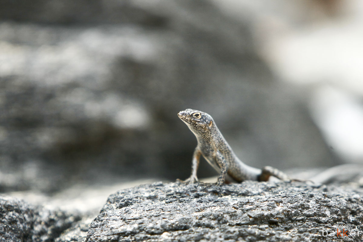 ensaio fotografico em Fernando de Noronha nada