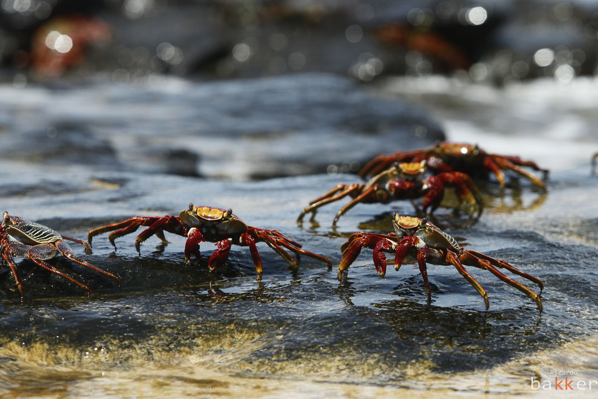 ensaio fotografico em Fernando de Noronha