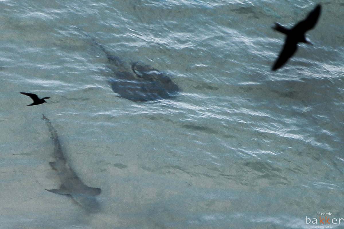 ensaio fotografico em Fernando de Noronha