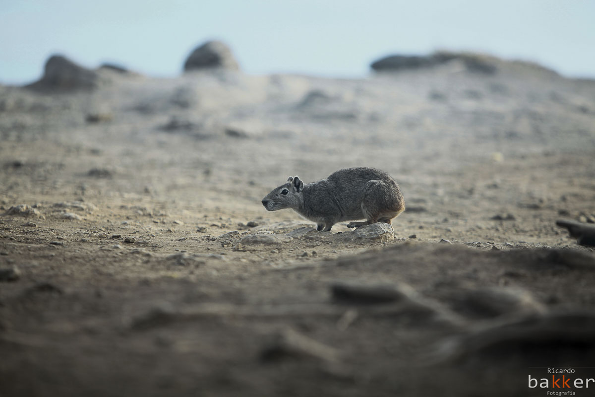 ensaio fotografico em Fernando de Noronha