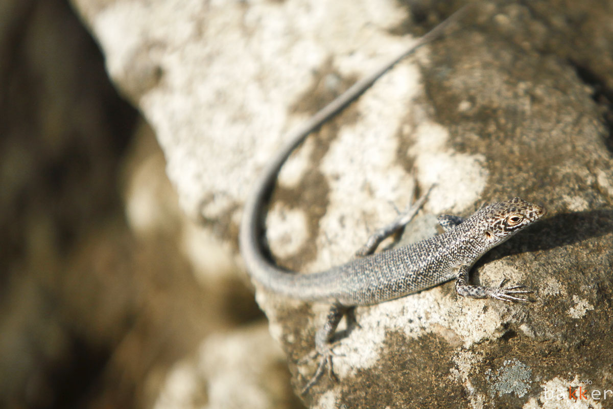 ensaio fotografico em Fernando de Noronha