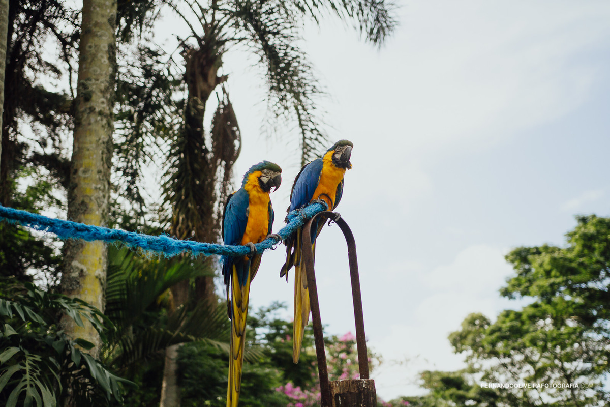 araras fotografo de casamento sp fernando oliveira