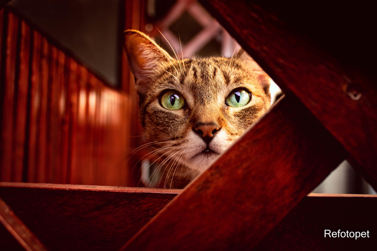 book gato