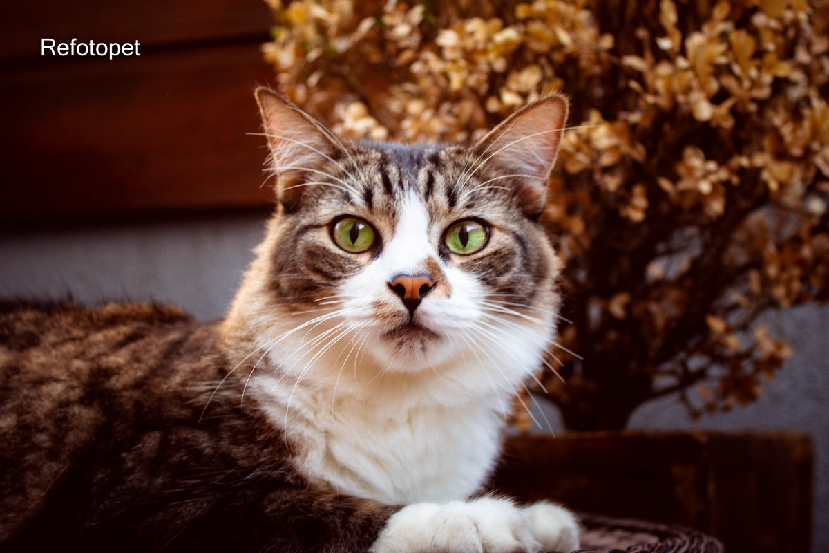 ensaio gato