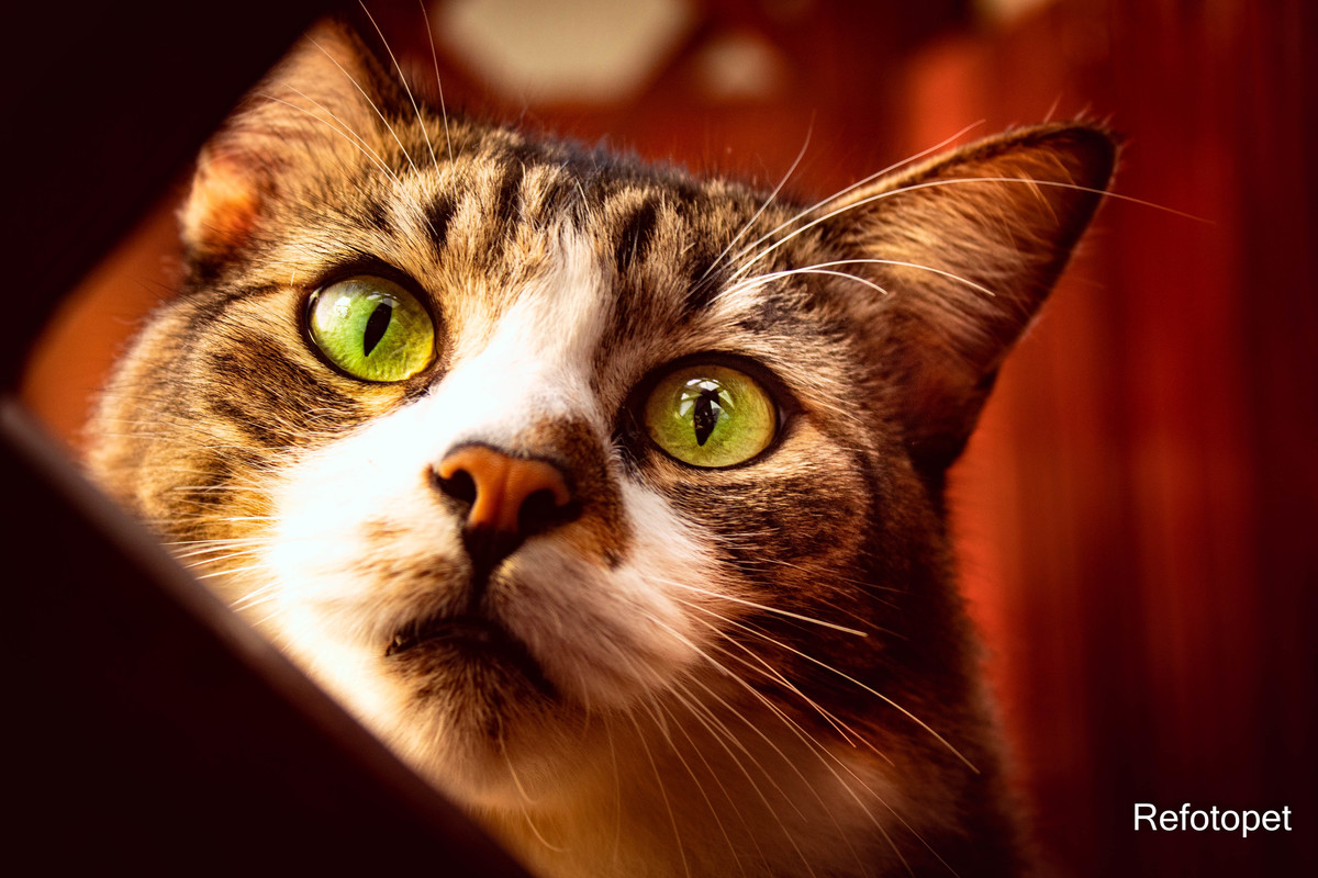 foto gato