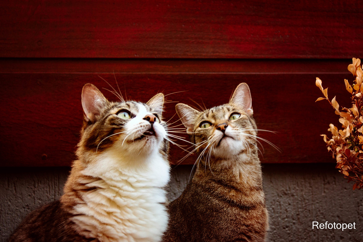 gatos 