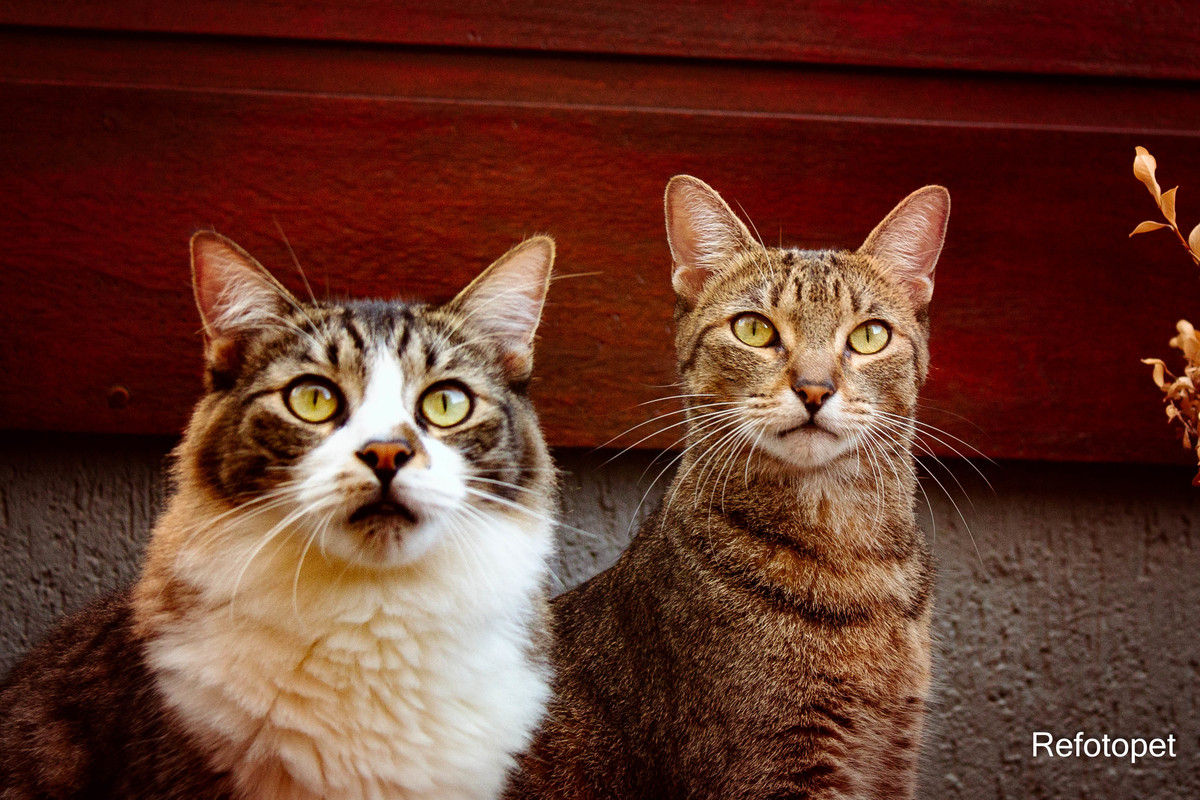ensaio felinos