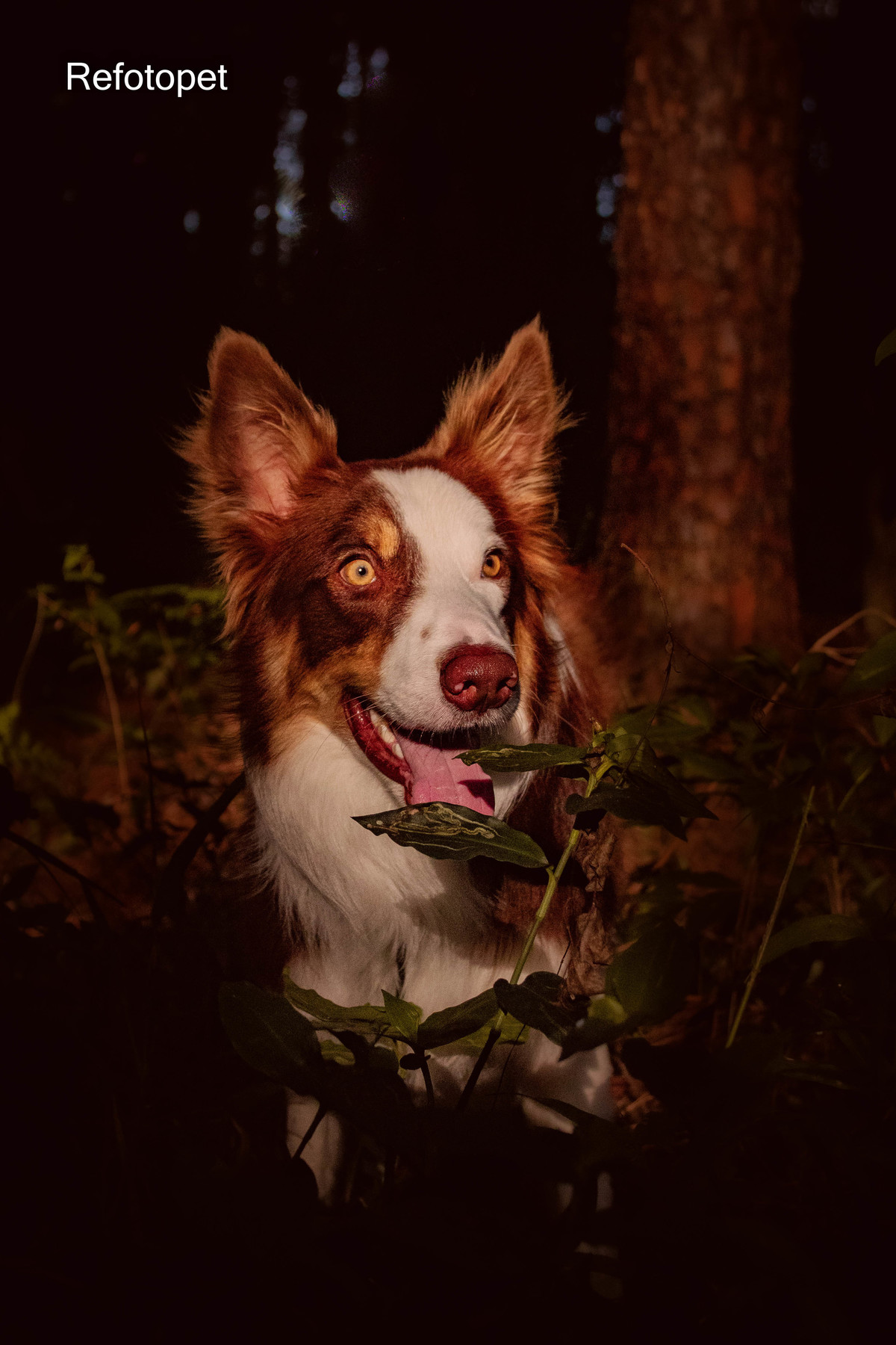 cão  border collie 
