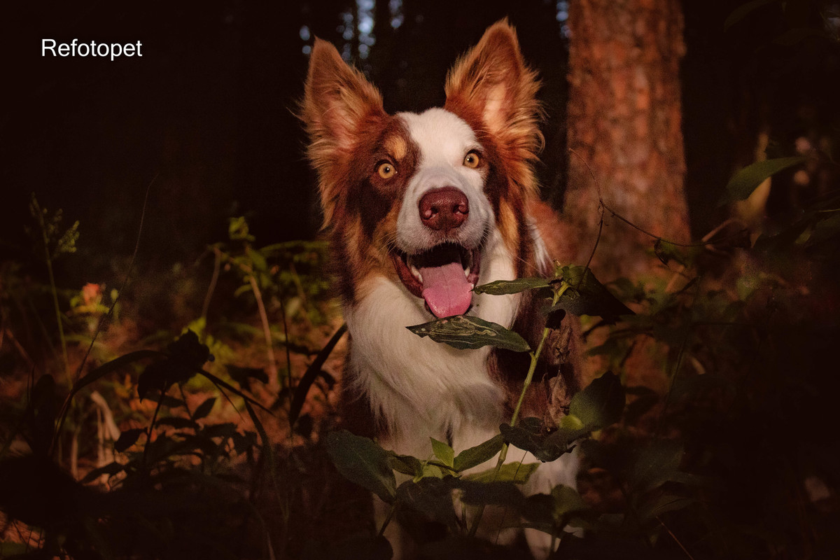 border collie

