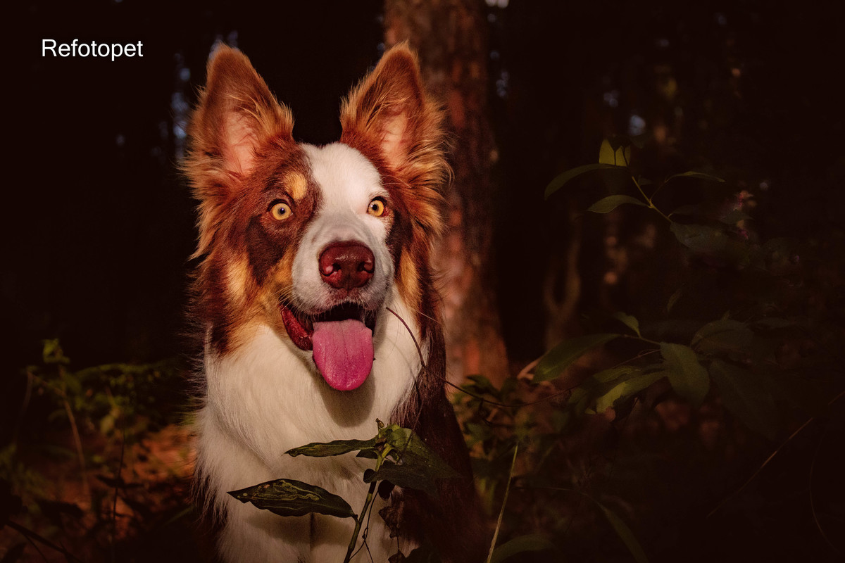 ensaio border collie 