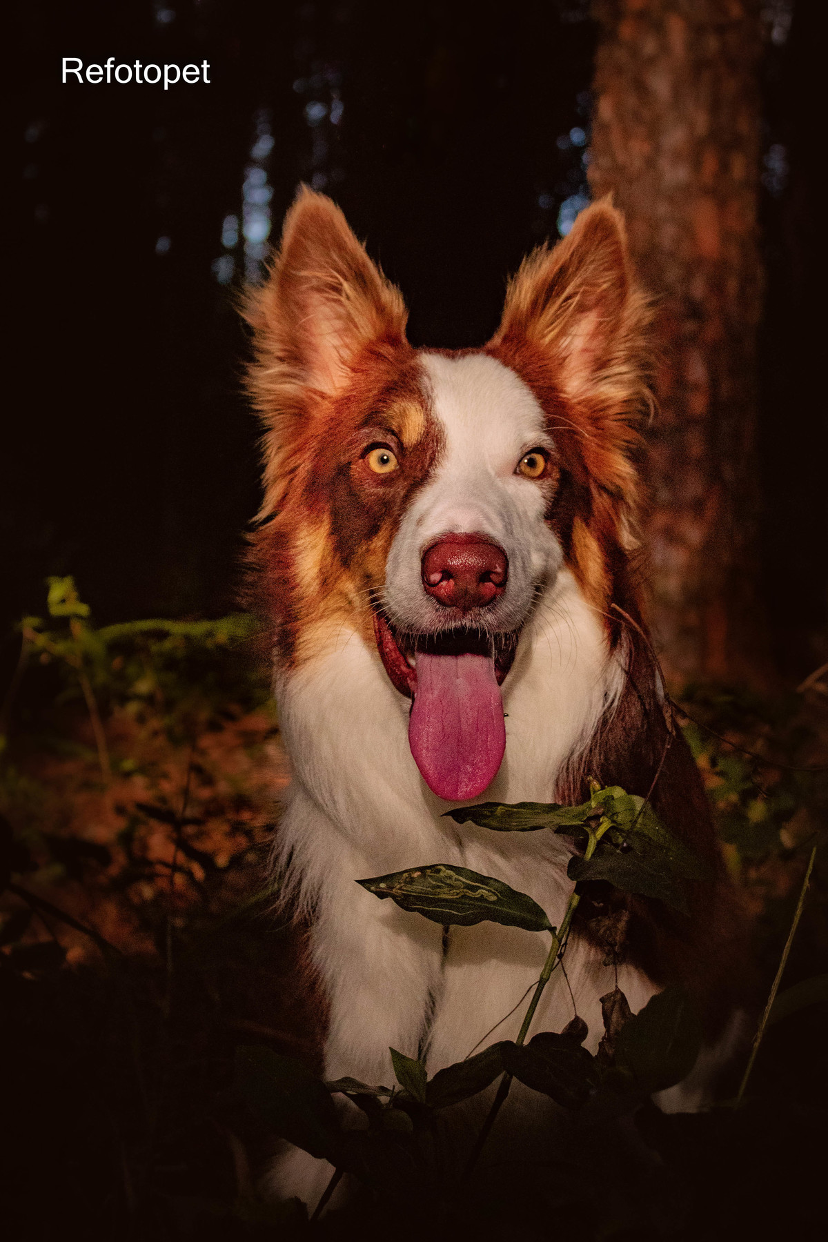 foto pet 
