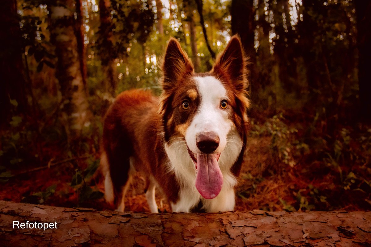 cachorro border collie 
