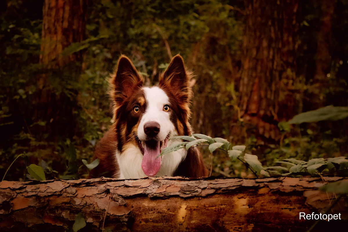 foto border collie 
