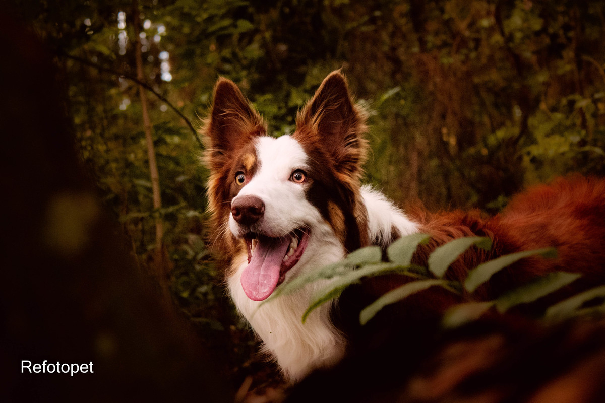 cachorro border 
