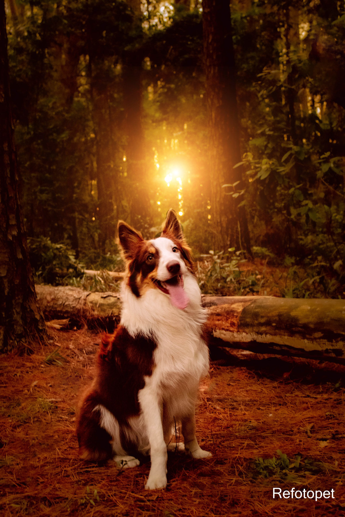 retrato pet 