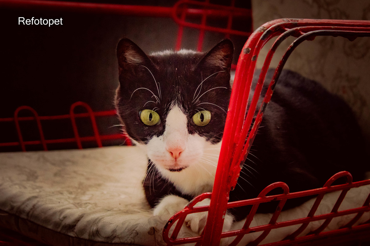book gato
