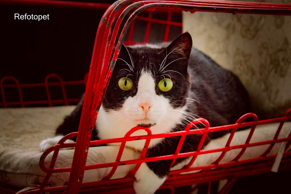 ensaio felino

