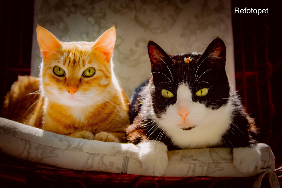 foto gatos