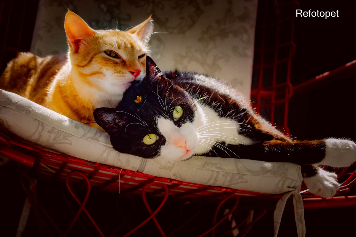 foto felinos
