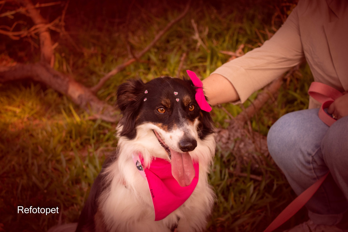cão srd
