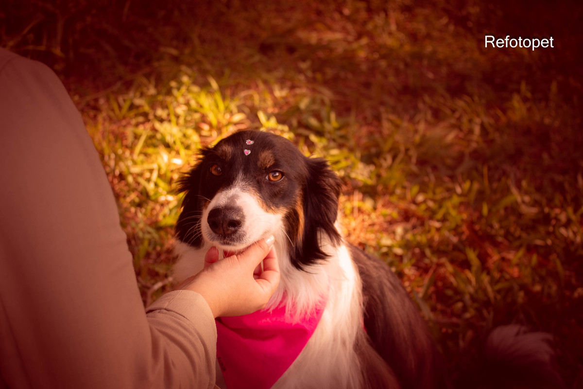 olhar pet
