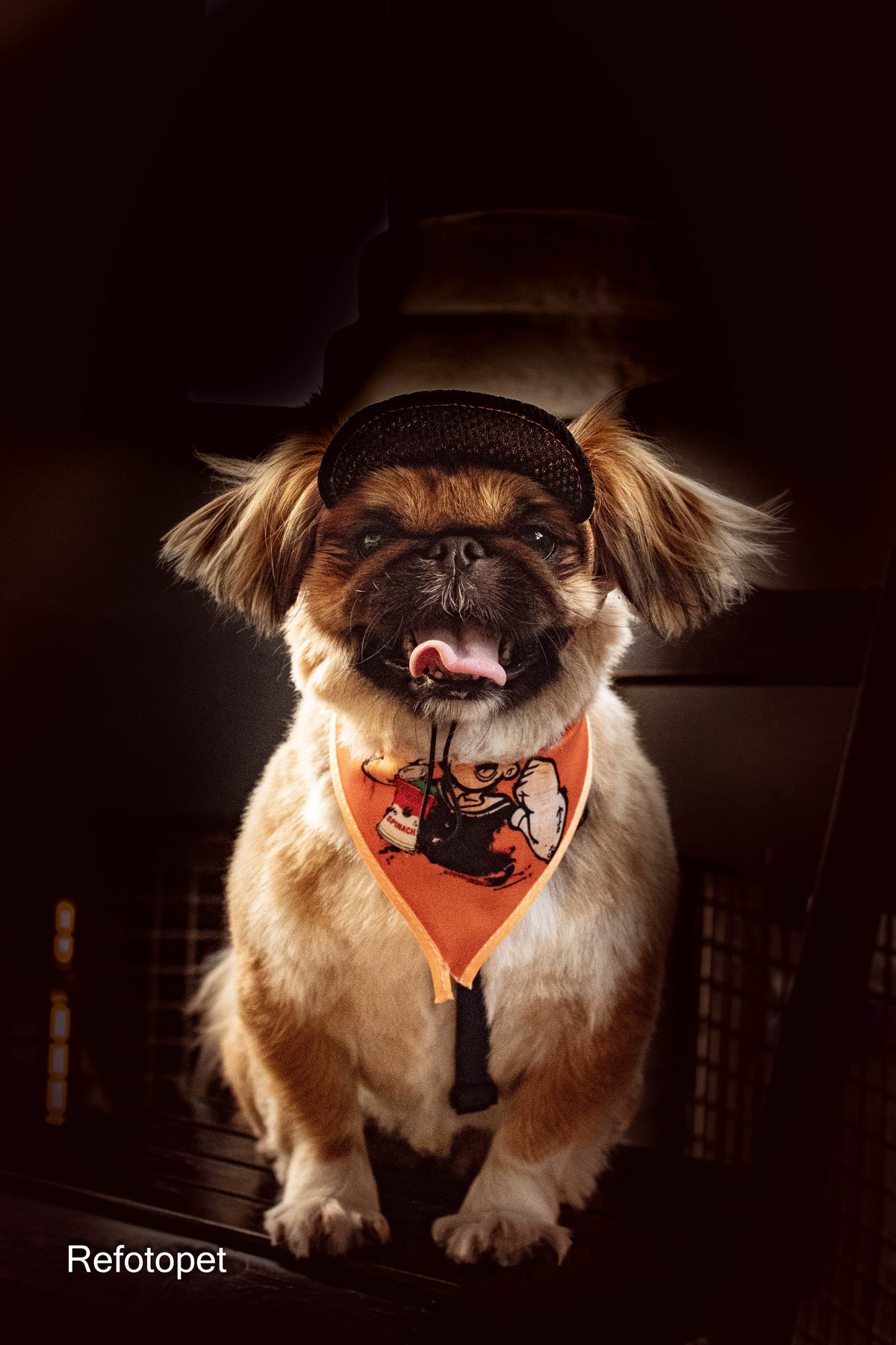 cão pequinês