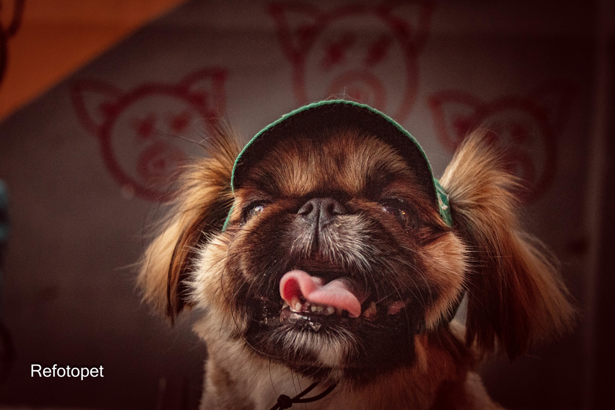 cão sorrindo