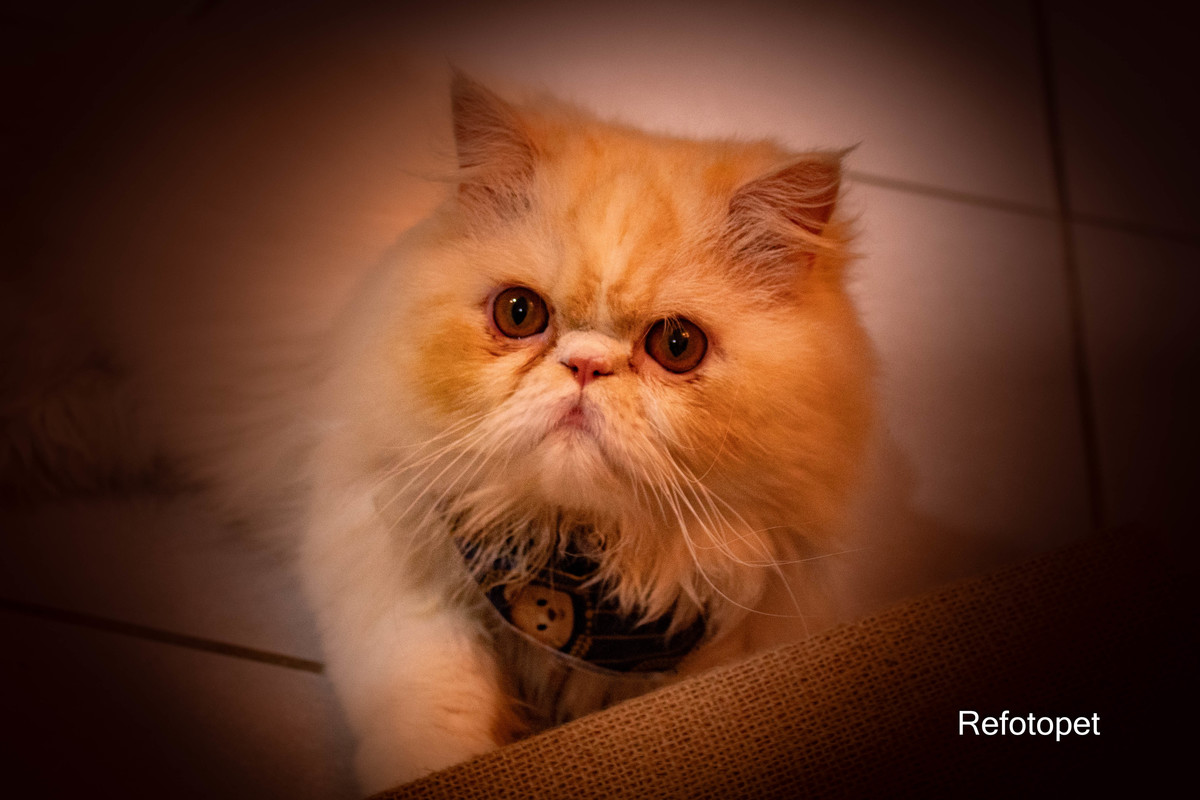 gato persa
